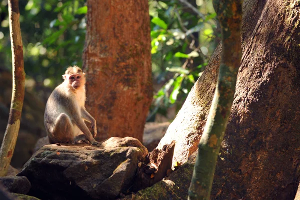 Monkey — Stock Photo, Image