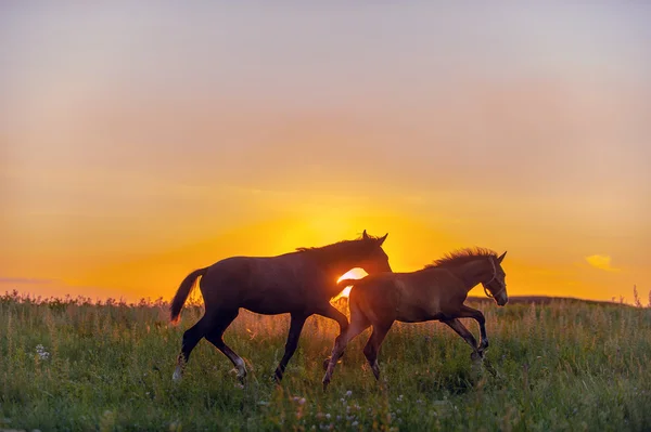 Kůň — Stock fotografie