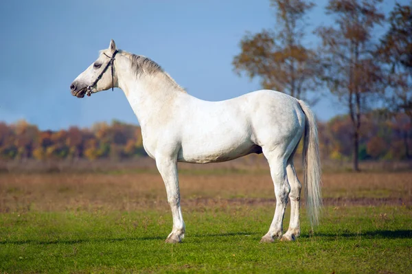 Paard — Stockfoto