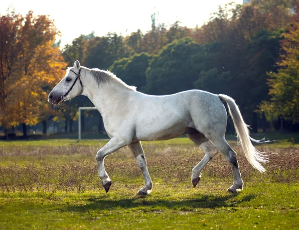 Paard — Stockfoto