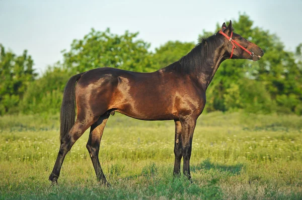 Horse — Stock Photo, Image