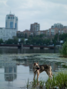 köpek River City