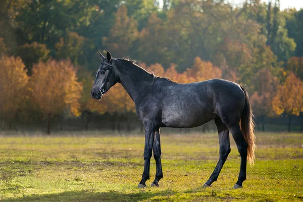 Pferd — Stockfoto