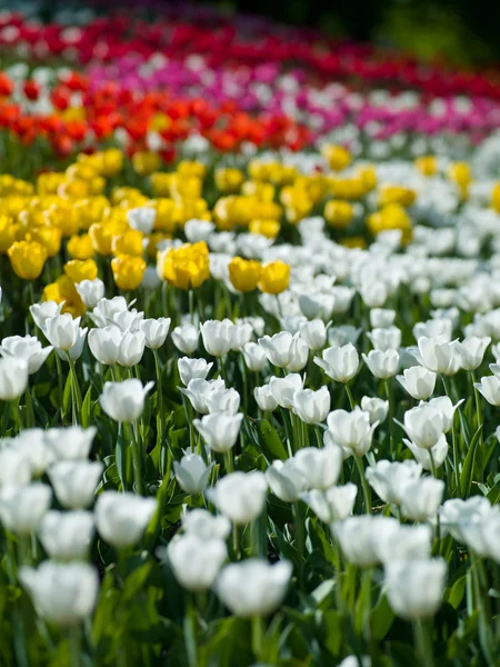 Flores tulipanes — Foto de Stock