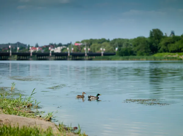 Pato no rio na cidade de Donetsk — Fotografia de Stock