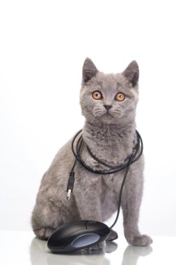 Şirin kedi.