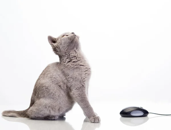 Lindo gato — Foto de Stock