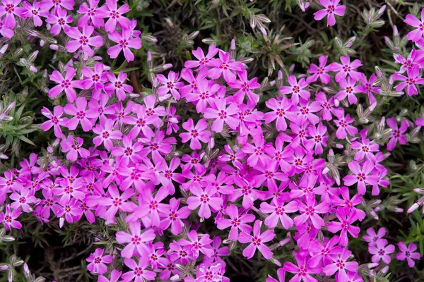 Beautiful flowers — Stock Photo, Image