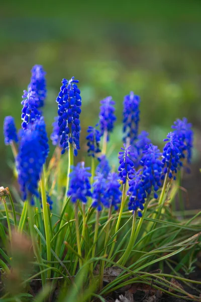 Bellissimi fiori blu — Foto Stock