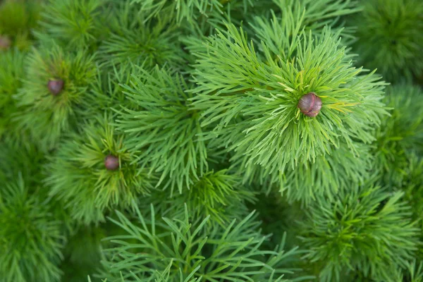 Abeto verde — Fotografia de Stock