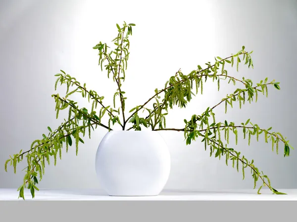 Willow in a vase — Stock Photo, Image