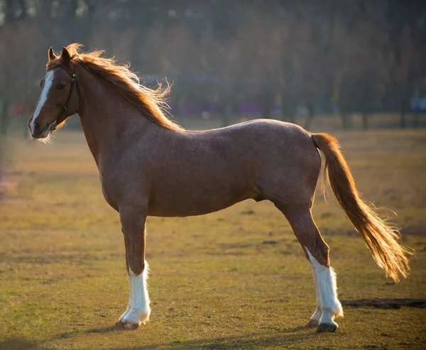 Pferd — Stockfoto