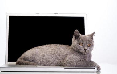  yavru kedi ve bir dizüstü bilgisayar