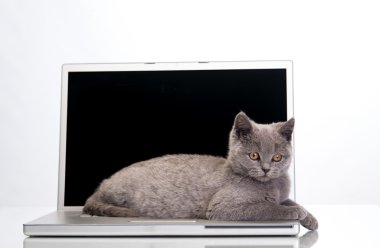  yavru kedi ve bir dizüstü bilgisayar