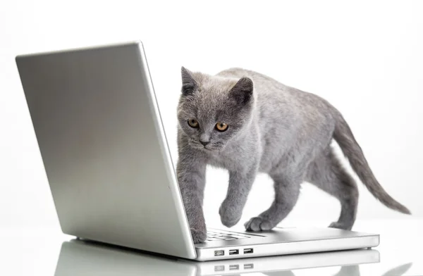 Un gattino e un portatile — Foto Stock