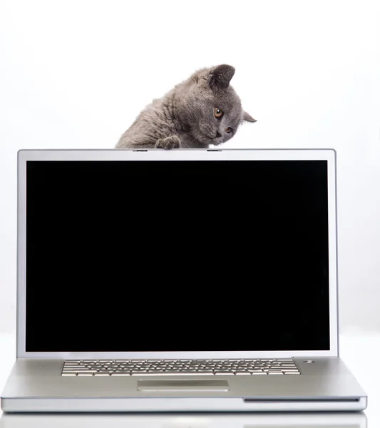 A kitten and a laptop — Stock Photo, Image