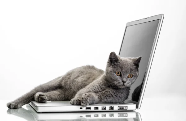 En kattunge och en bärbar dator — Stockfoto