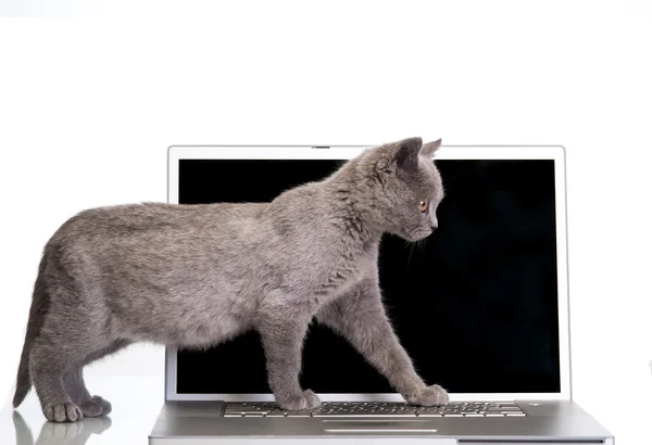 Gatinho e um laptop — Fotografia de Stock