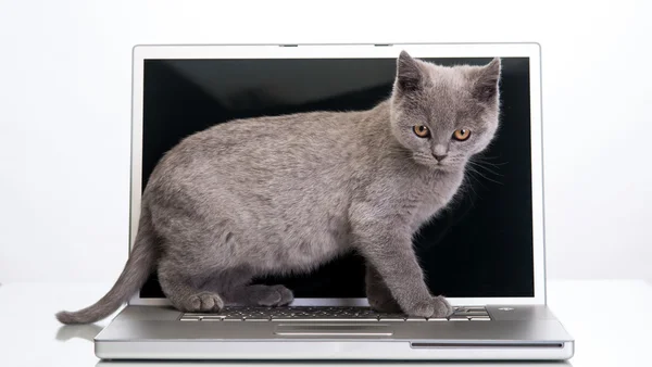 Gatinho e um laptop — Fotografia de Stock