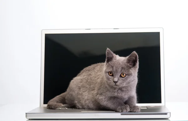 Gatinho e um laptop — Fotografia de Stock