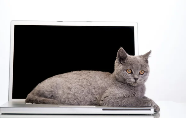 Gatinho e um laptop — Fotografia de Stock