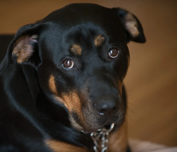 Cão rottweiler — Fotografia de Stock