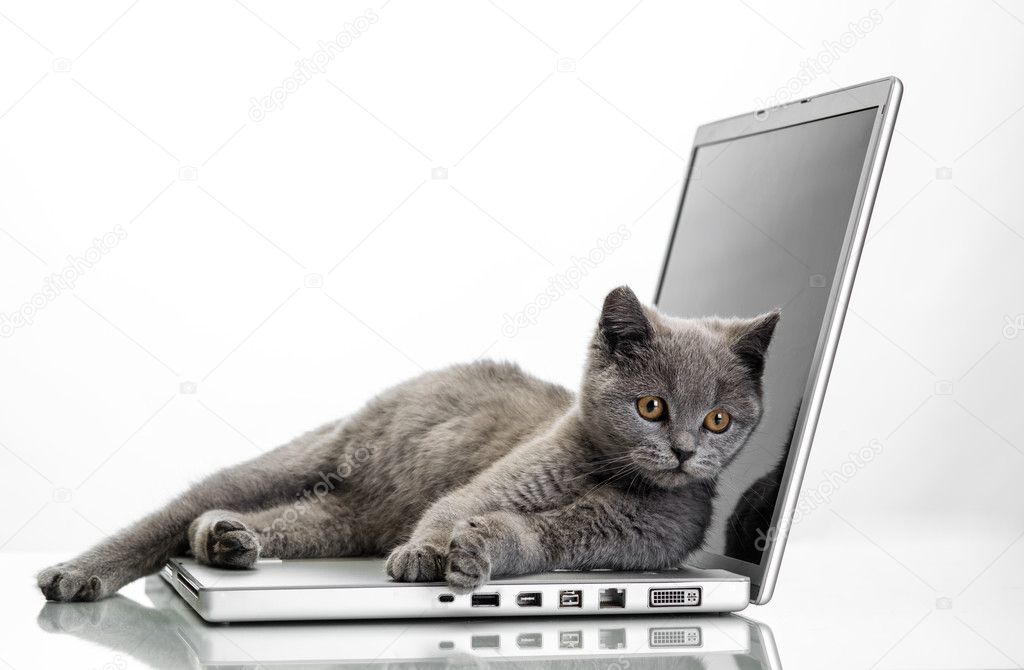 a kitten and a laptop