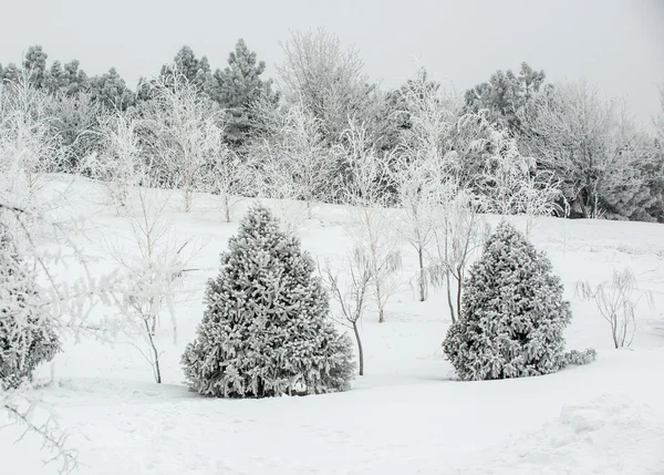 Śnieżny krajobraz las — Zdjęcie stockowe