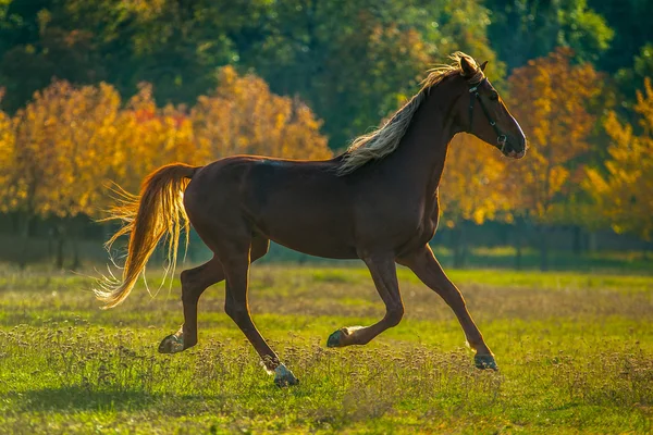 Koń — Zdjęcie stockowe