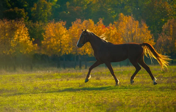 Horse — Stock Photo, Image