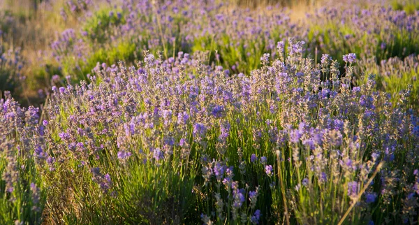 Campo de lavanda — Fotografia de Stock