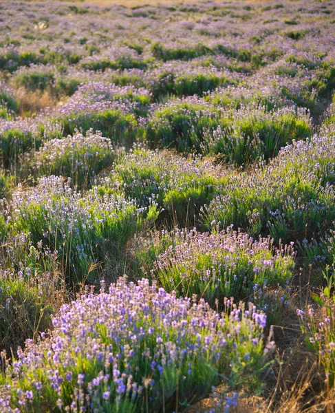 Campo di lavanda — Foto Stock