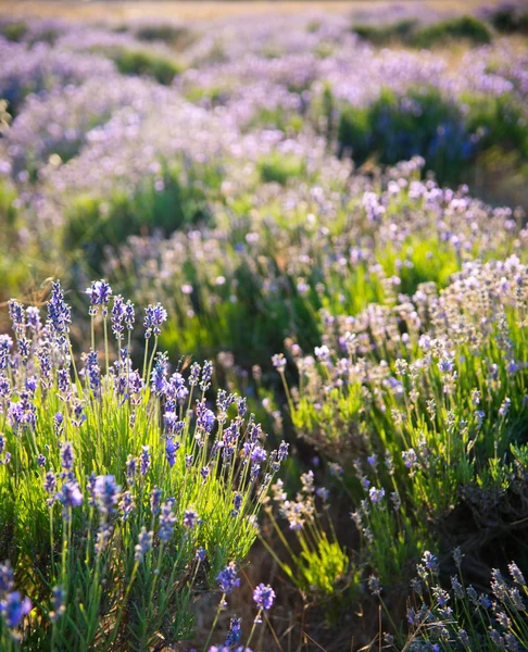 Campo de lavanda — Fotografia de Stock