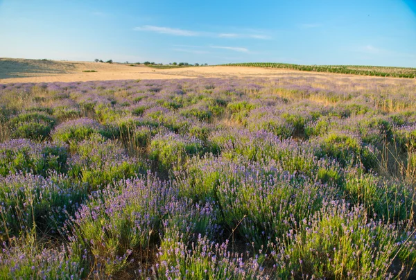 Campo de lavanda — Fotografia de Stock