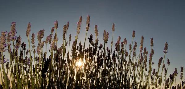 Lavender field — Stock Photo, Image