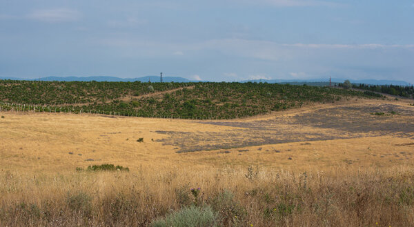 лавандовое поле