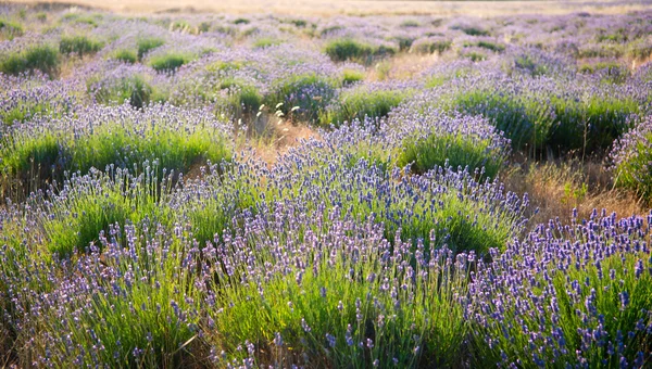 Campo de lavanda — Fotografia de Stock