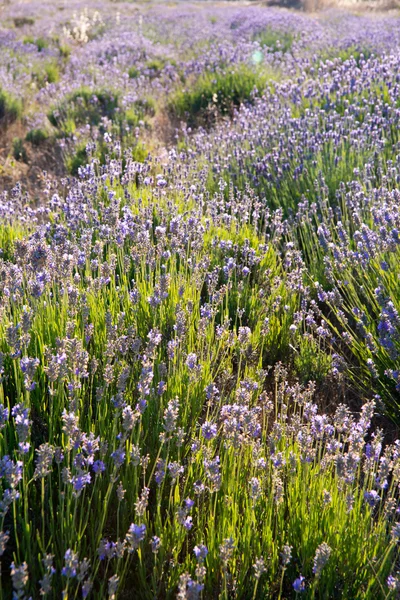 Campo de lavanda — Fotografia de Stock