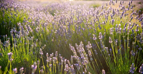 Campo de lavanda — Fotografia de Stock