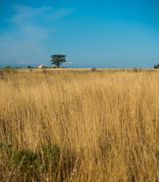 Campo de lavanda — Foto de Stock