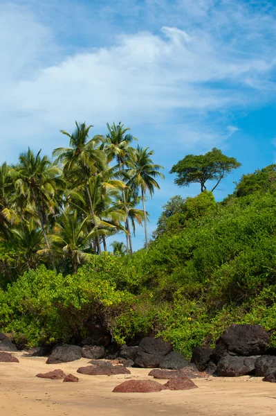 Strand met palmbomen — Stockfoto