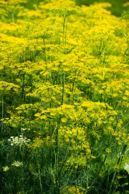 Dill. 