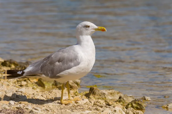 Mouette sur un rocher — Photo