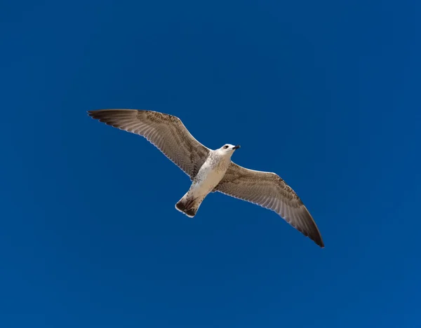 Möwe im Flug — Stockfoto