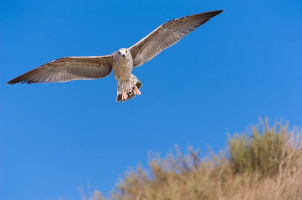 Seagull in flight — Stock Photo, Image