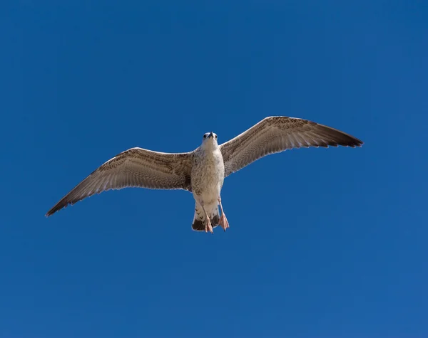 Seagull in flight — Stock Photo, Image