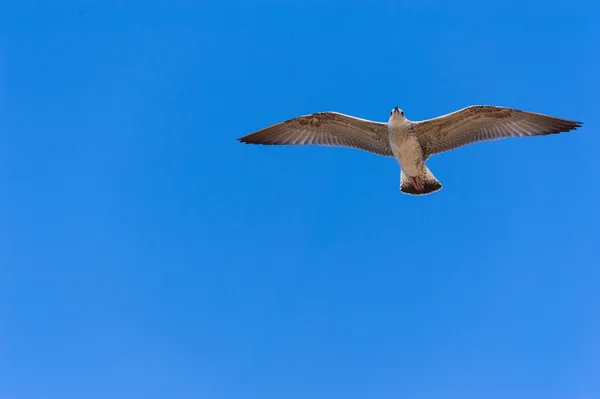 Gaivota em voo — Fotografia de Stock