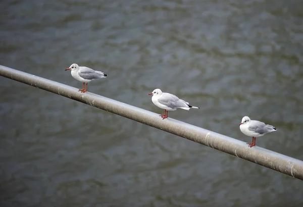 Trois Pigeons Sont Assis Sur Tuyau Sur Fond Eau — Photo