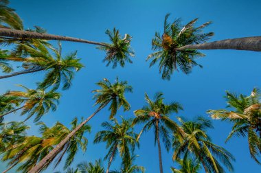 Mavi gökyüzüne karşı deniz kenarındaki uzun palmiyeler.