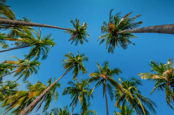 Mavi gökyüzüne karşı deniz kenarındaki uzun palmiyeler.